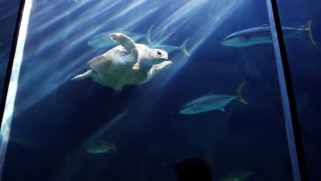 turtle swimming in fish tank