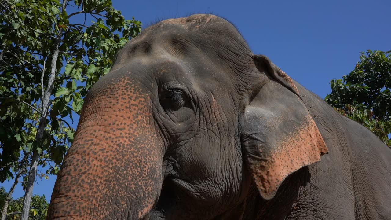 Elephant eating sugarcane in a sanctuary in Chiang Mai, Thailand. Close up on the head.