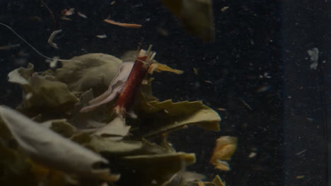 fotografía macro de hojas de té sueltas flotando lentamente en el agua