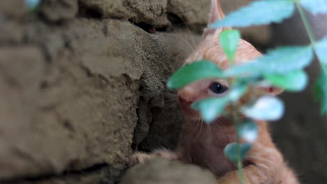 Lindo-Gatito-Dorado-Al-Aire-Libre.-Gatito-Recien-Nacido