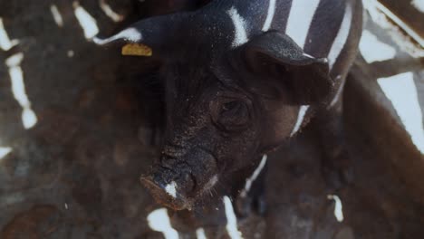 Zwei-Schweine,-Die-Sich-Innerhalb-Der-Farm-Am-Ohr-Schneiden