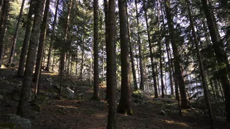 Hermoso-Bosque-En-Los-Alpes-Italianos