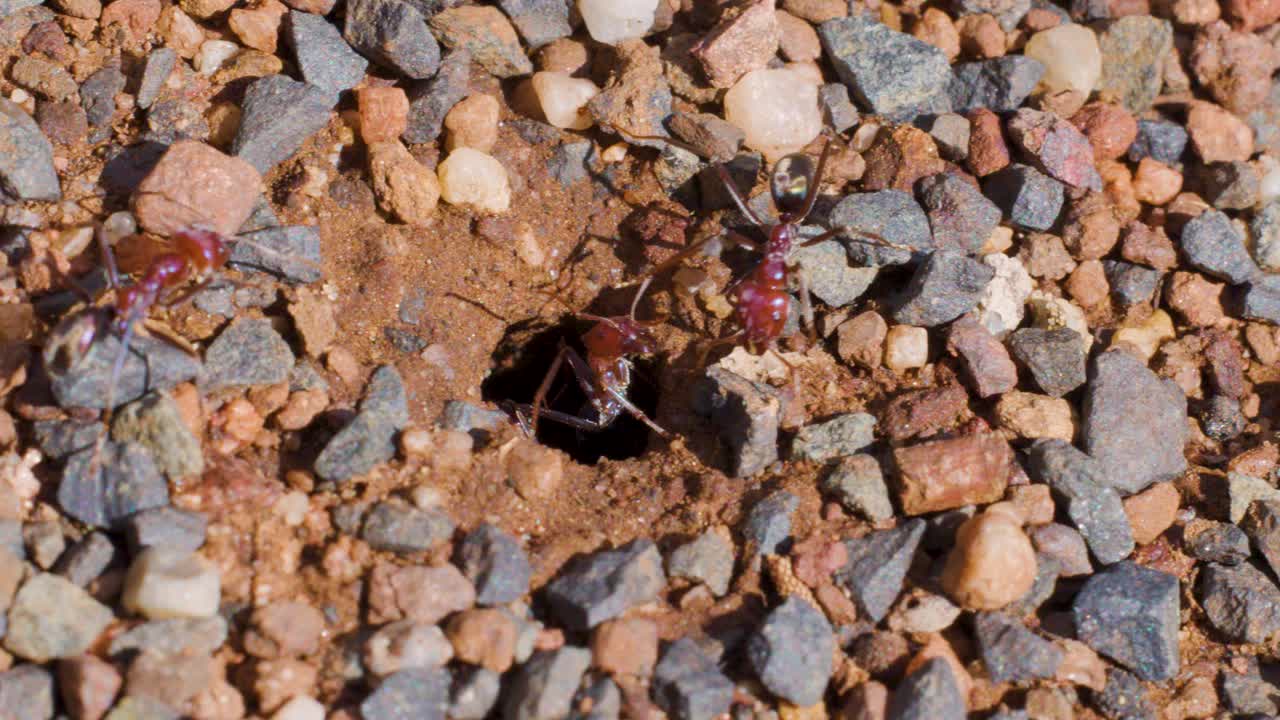 Several ants actively move in and out of a nest entrance on a gravelly ground, captured in bright natural daylight with a steady macro perspective