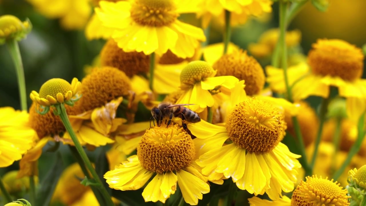 Ape da miele che raccoglie nettare da fiori di elenio giallo brillante