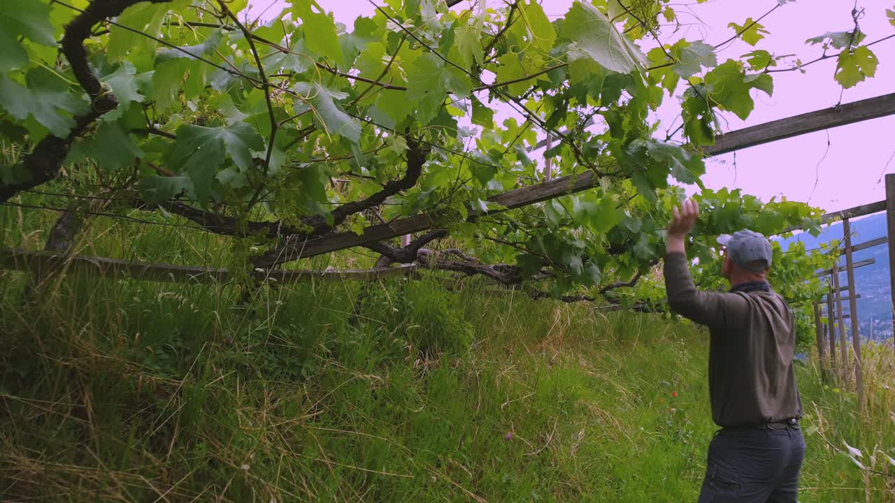 A man working in a vineyard straighten up shoots and branches.