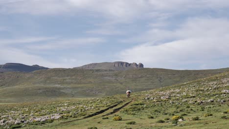 pack horse with load is walked along rugged dirt track through pasture