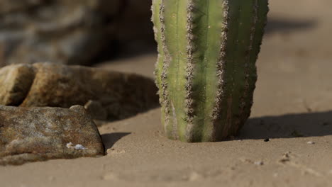 close up of saguaro cactus at the sand