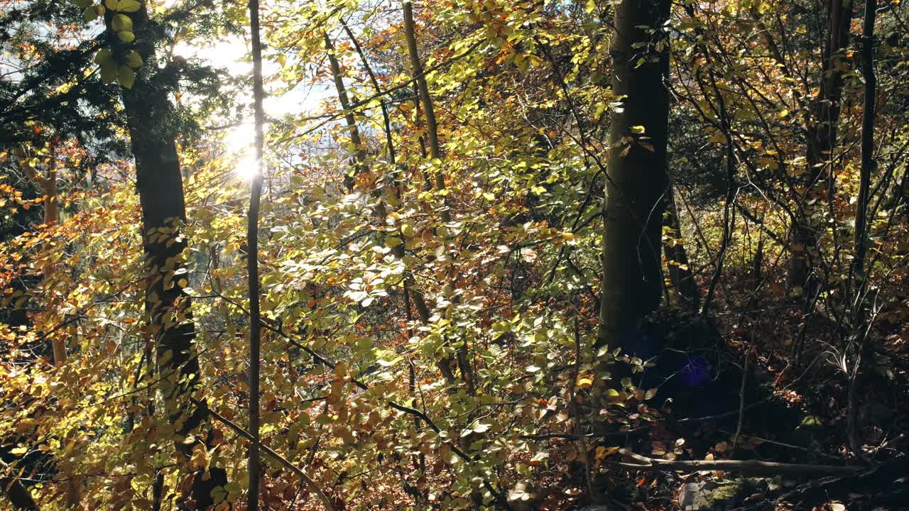 un bosque suizo con ramas de árboles balanceándose en el viento y la luz del sol fluyendo a través de los árboles.