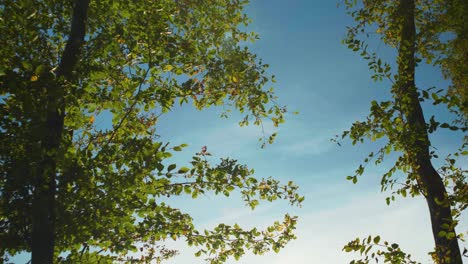 4k-Filmische-Szenische-Aufnahme-Von-Bäumen-Vor-Einem-Klaren-Blauen-Himmel