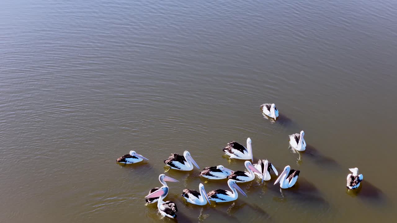 Aerial view of a group of Australian pelicans gliding and gathering on a tranquil lake under natural daylight, with smooth camera movement and soft shadows