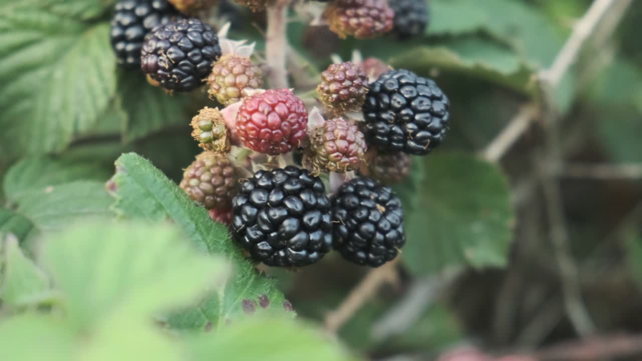 recogiendo hermosas moras silvestres en un arbusto de bayas en cámara lenta 4k