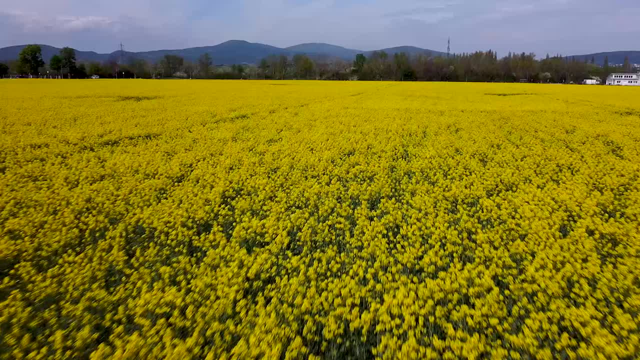 los drones vuelan sobre un campo de colza a alta velocidad en un hermoso día con cielo azul - vuelo alto sin bajar