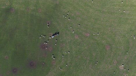 high birdseye static of green fields and farmland in england’s lake district region with farm animal sheep gathering, natural textured backdrop