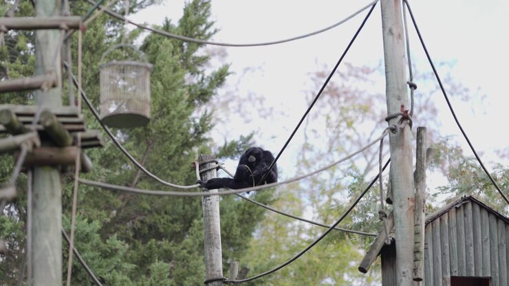 Black siamang monkey resting on rope