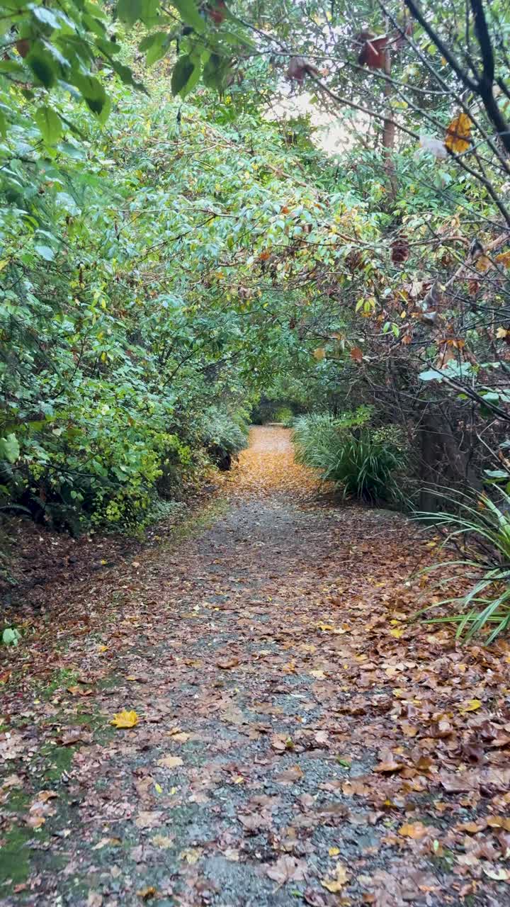 Una cámara estable se mueve a lo largo de un sendero arbolado en Queenstown, Nueva Zelanda, con hojas de otoño caídas y suave luz natural del día creando un ambiente tranquilo.