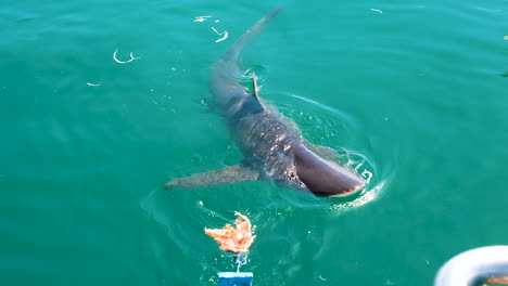 Tiburón-Atraído-Más-Cerca-Con-Carnada-De-Cebo-Para-Buceo-En-Jaula-De-Tiburones---Seguimiento-De-Primer-Plano