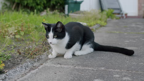 black and white cat sitting on a sidewalk