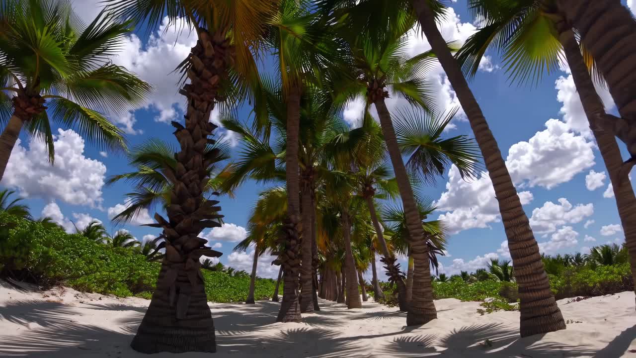 Lush palm trees sway gently in the tropical breeze, casting playful shadows on the sandy path, creating a serene atmosphere in a vibrant coastal landscape
