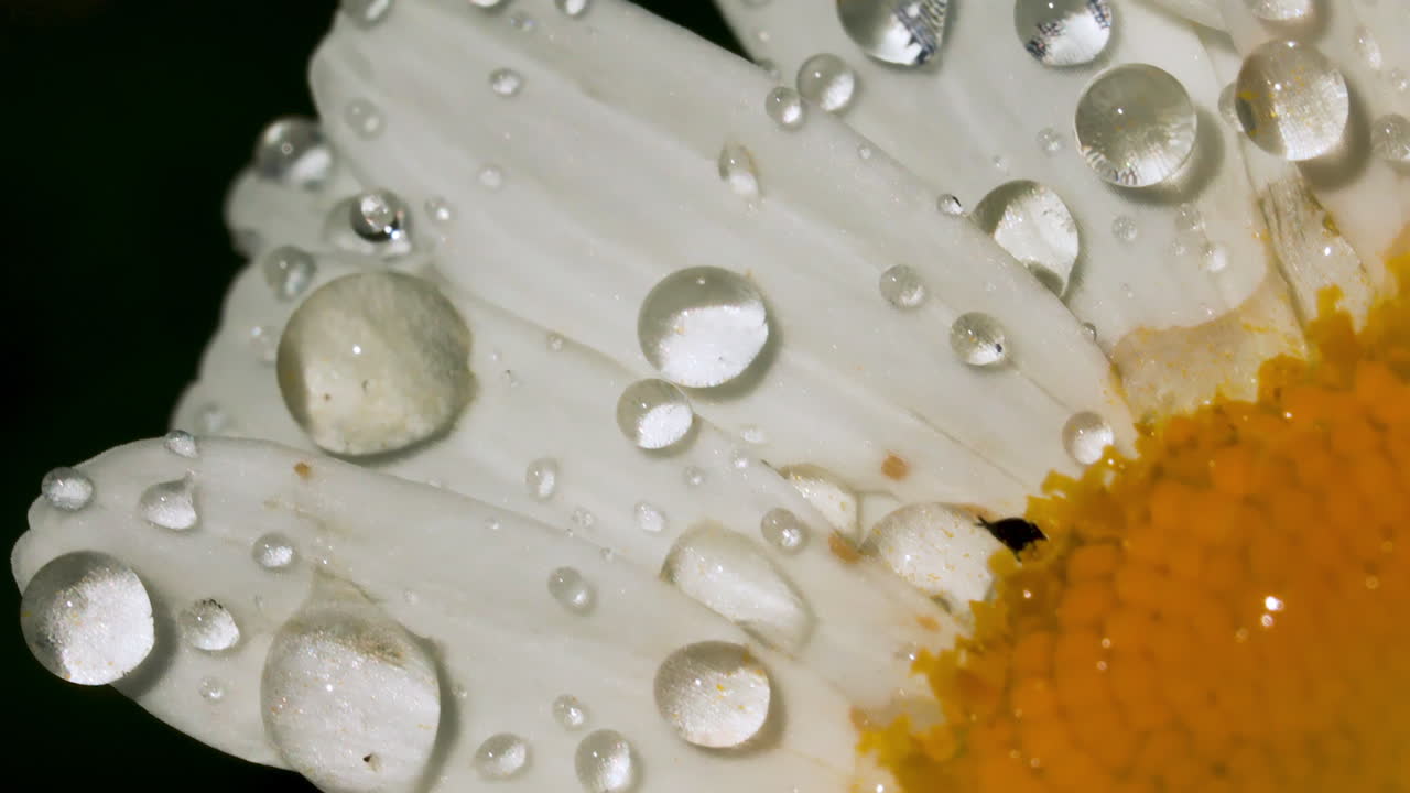 gotas de rocío en los pétalos de margarita