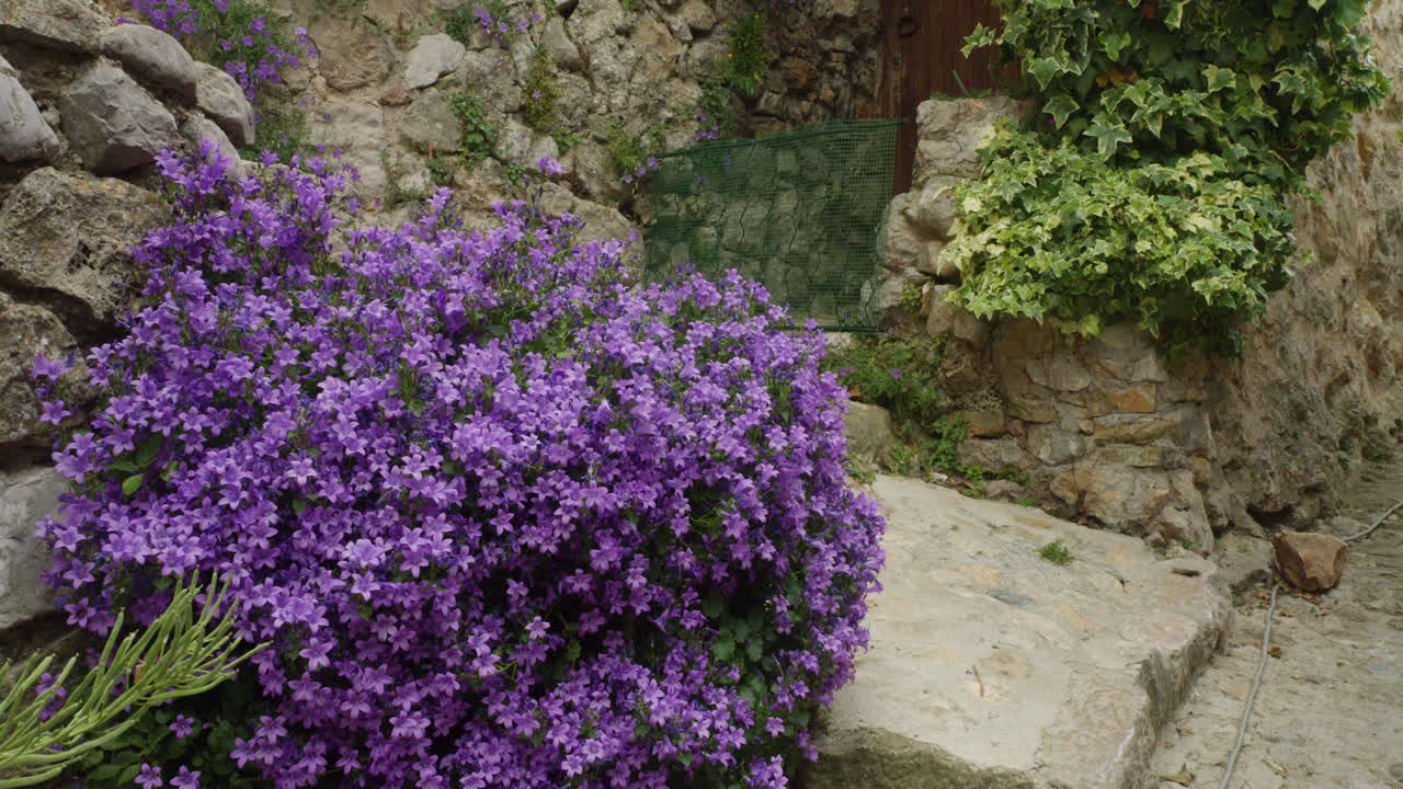 campanula muralis con diminutas flores de color púrpura oscuro que crecen en paredes de piedra a lo largo de la calle del pueblo de santa agnes en los alpes-maritimes cerca de menton en la riviera francesa