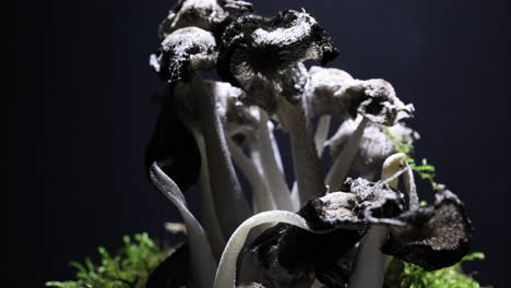 mushroom time lapse of a cluster of corpinus "ink cap" mushrooms developing and dying, depicting process of autolysis - senescence