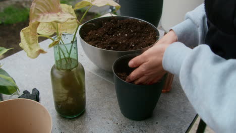 repotting a caladium plant