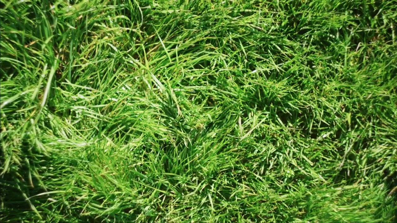 Green Grass Sways Gently In The Breeze Under Sunlight In A Natural Outdoor Landscape. Rack Focus Shot