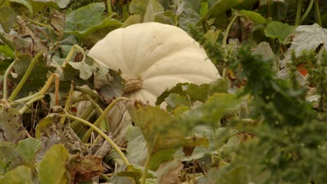 mid shot of a white pumpkin growing in a field