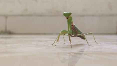 praying mantis giving a frontal stare with slight body movement