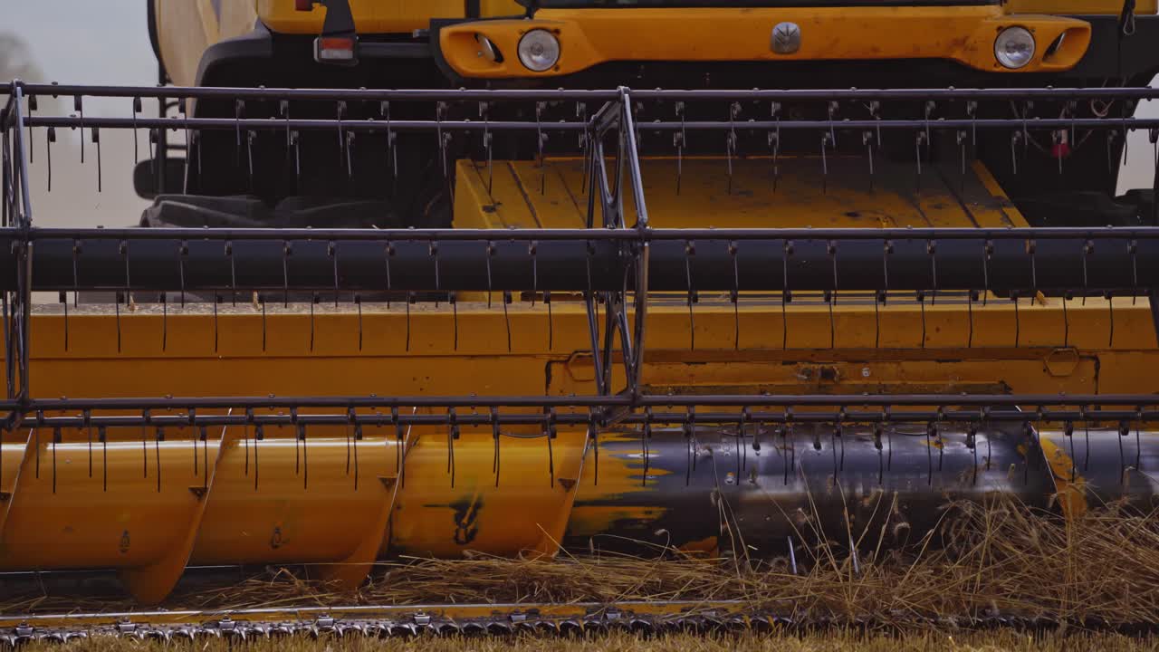 Harvest time of wheat crop. Combine harvester agricultural machine collecting golden ripe wheat on the field