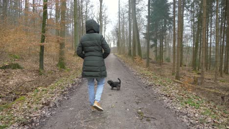 adorable puppy dog walking with stylish woman through forest on dirt road during winter in slow motion in stuttgart, germany