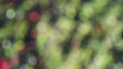 Abstract forest bokeh motion background