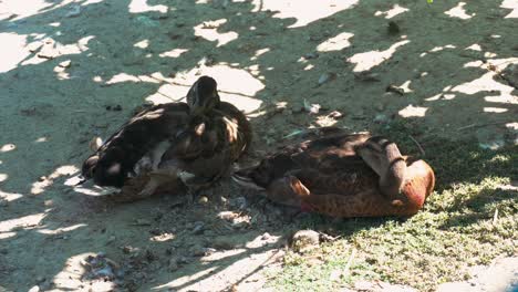 Braune-Enten,-Die-Im-Schatten-Schlafen