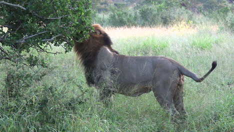 Large-male-lion-marks-his-territory-and-walks-off