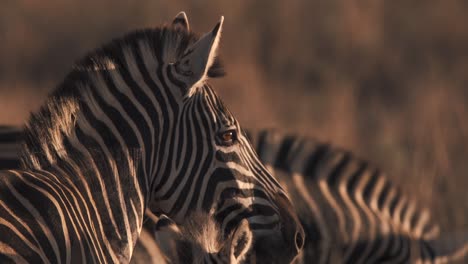 head of plains zebra watching sunset with other zebras, close up