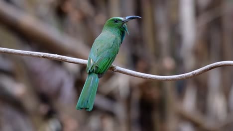 El-Abejaruco-De-Barba-Azul-Se-Encuentra-En-La-Península-De-Malaya,-Incluida-Tailandia,-En-Claros-De-Bosques-Particulares