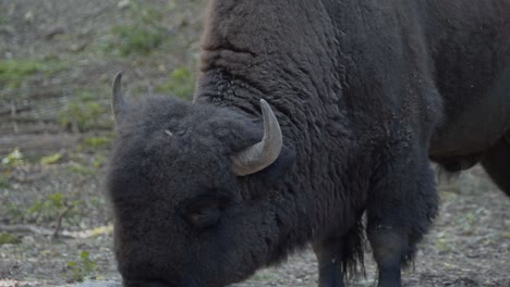 Close-up-shot-of-bison-eating-at-the-Dominican-Republic-Zoo