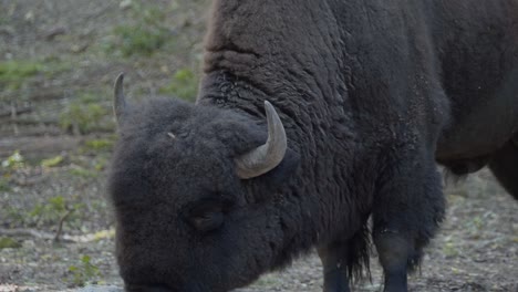 primer plano de bisonte comiendo en el zoológico de república dominicana