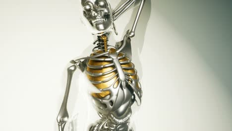 Human-Lungs-Model-with-all-Organs-and-Bones