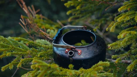 hand putting conifer foliage in a kettle. close-up shot