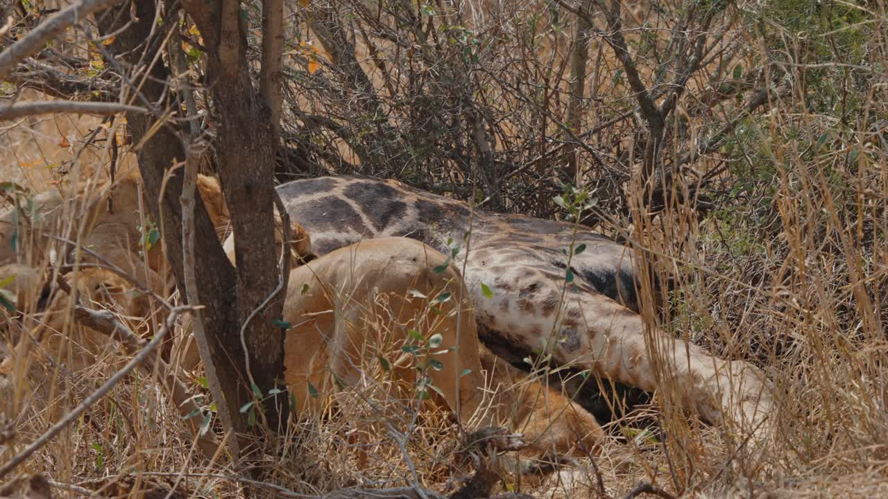 Single lion resting in Kruger’s wilderness, basking in natural beauty, dry and rugged terrain
