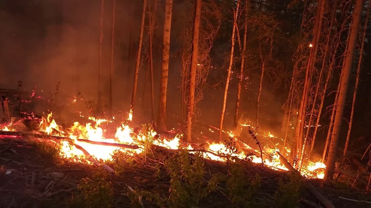 fuego forestal arrastrándose, llamas de humo quemando plantas, movimiento deslizante disparado, árbol quemado hasta el suelo en la noche oscura