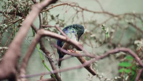 sunbird macho púrpura acicalarse o acicalarse plumas posado en la rama de un árbol