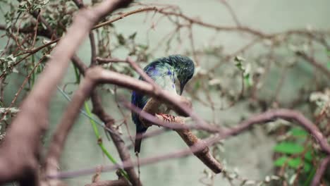 purple sunbird male preening or grooming feathers perched on tree branch