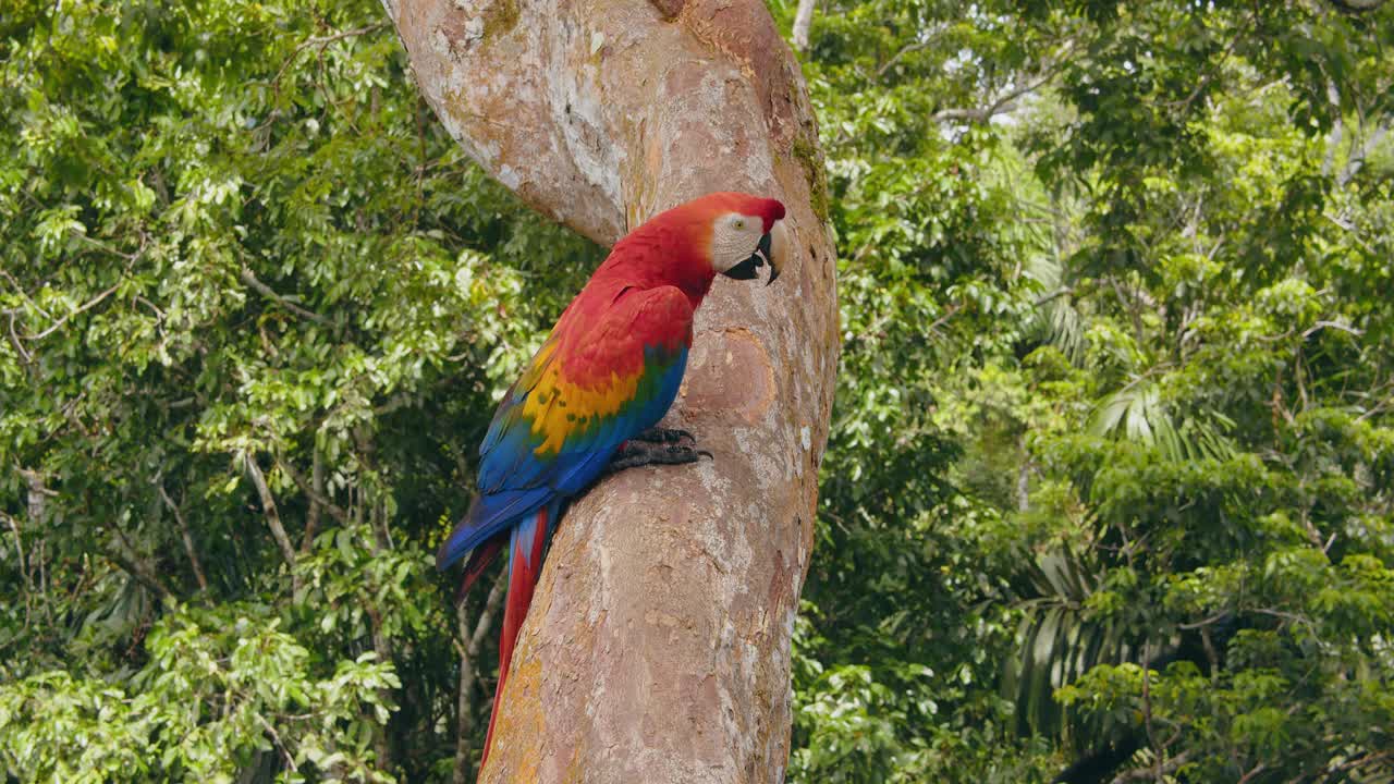 Stunning POV view of a Scarlet Macaw shaking head perched on a tree trunk deep in the Peruvian rainforest.
