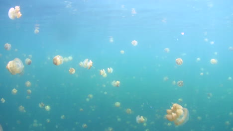 golden jellyfish pulsate in an isolated marine lake in palau, micronesia