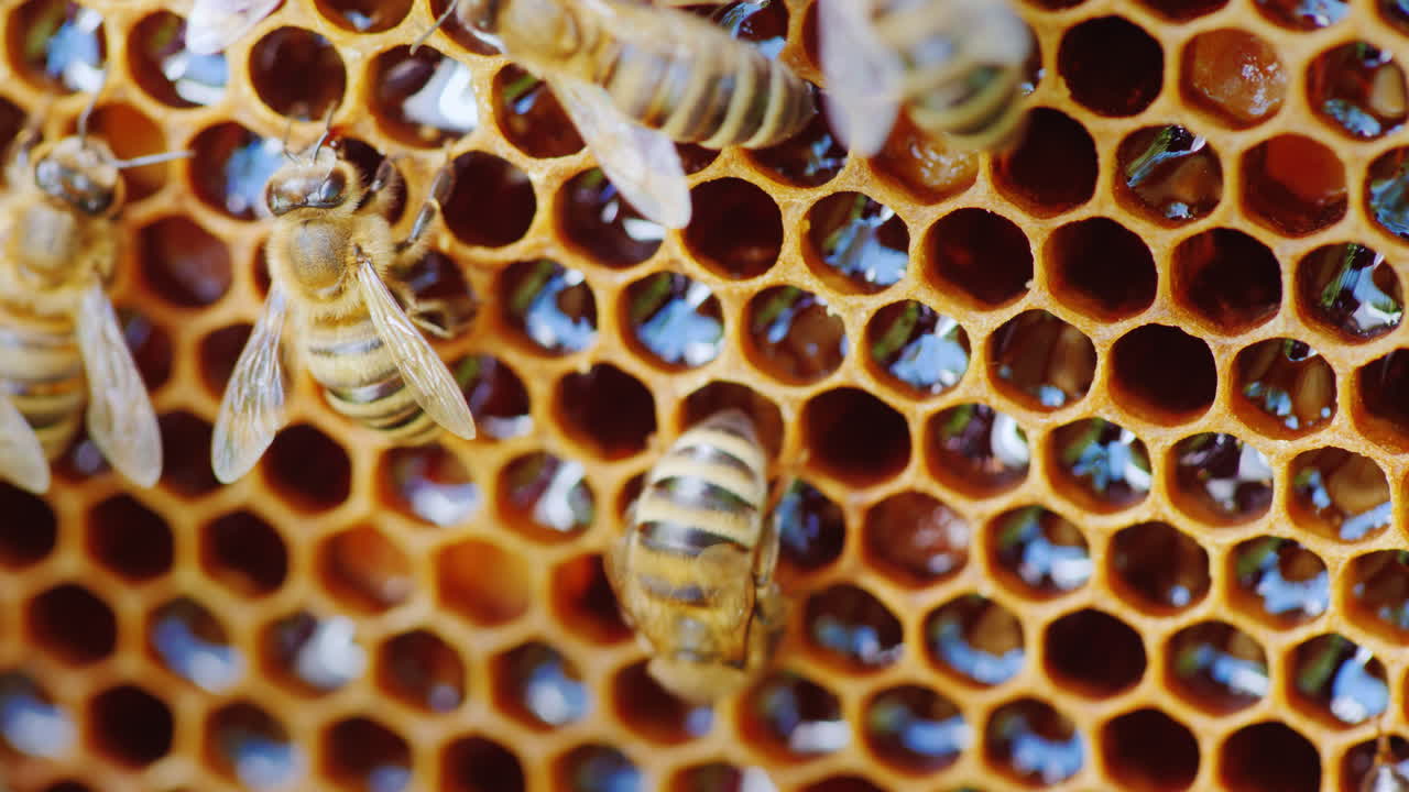 Le api lavorano nell'alveare sui favi. Le celle non sono chiuse, si può vedere miele fresco. Video 4K.