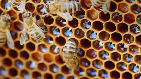 las abejas trabajan en la colmena en las celdas de panal no están cerradas se puede ver el video de miel fresca 4k