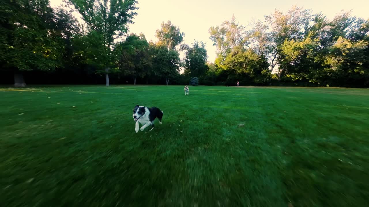 Labrador e border collie che inseguono il drone al rallentatore