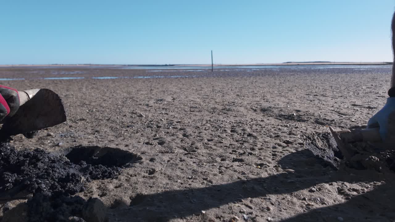 развитие моллюсков на солнечном пляже с рабочими, копающими в песке, чтобы собирать моллюсков вручную